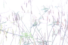 Melanotis caerulescens