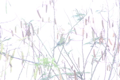 Melanotis caerulescens