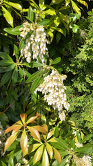 Pieris japonica