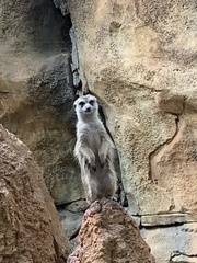 Suricata