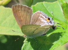 Hypolycaena philippus