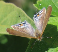 Hypolycaena philippus