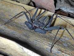 Phrynus operculatus