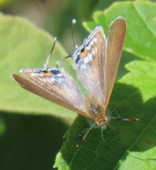 Hypolycaena philippus