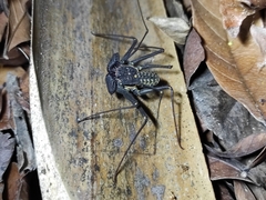 Phrynus operculatus