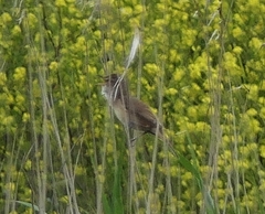 Acrocephalus arundinaceus