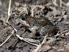 Leptodactylus melanonotus