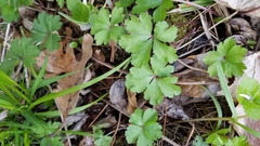 Anemonoides quinquefolia