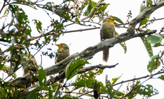 Metopothrix aurantiaca