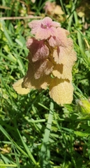 Lamium purpureum
