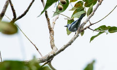 Thraupis episcopus coelestis