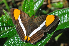 Adelpha cytherea