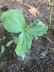 Trillium grandiflorum