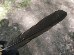 Turdus merula merula