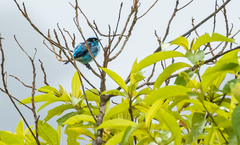 Dacnis lineata lineata