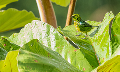 Ixothraupis xanthogastra