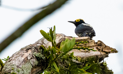 Melanerpes cruentatus