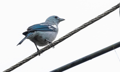 Thraupis episcopus coelestis