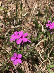 Phlox amoena