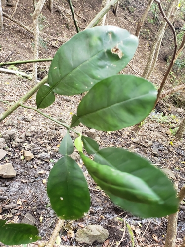 Citrus maxima, 2021-04-23