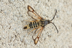 Bembecia ichneumoniformis