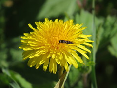 Platycheirus scutatus