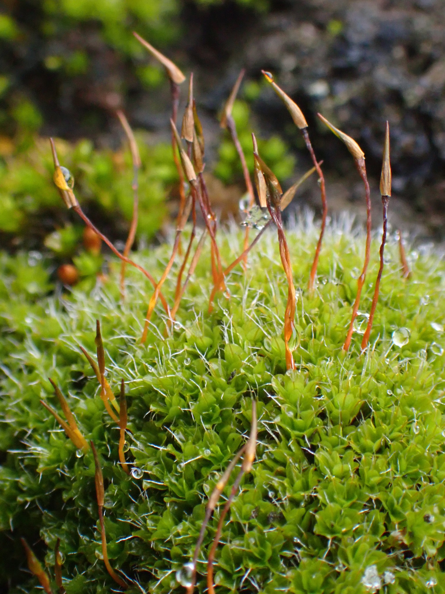 Syntrichia montana