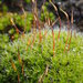Syntrichia montana - Photo (c) martina_poeltl,  זכויות יוצרים חלקיות (CC BY-NC), הועלה על ידי martina_poeltl