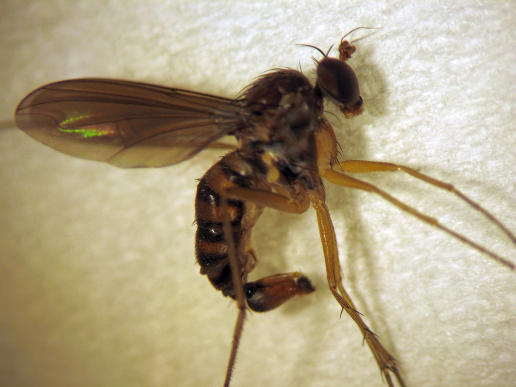 Paraclius aeotearoa