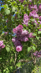Syringa vulgaris