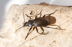 Carabus catenulatus