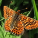 Marsh Fritillary - Photo (c) Cristina Carvalho, some rights reserved (CC BY-NC), uploaded by Cristina Carvalho