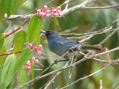Diglossa caerulescens
