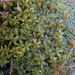 Lindberg's Sphagnum - Photo (c) M. Goff, some rights reserved (CC BY-NC-SA), uploaded by M. Goff