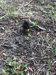 Morchella