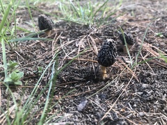 Morchella
