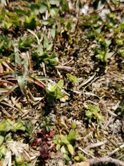 Cerastium semidecandrum