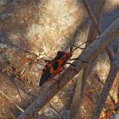 Sephina pubera