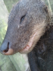 Crossarchus platycephalus