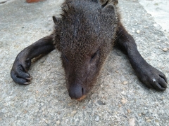 Crossarchus platycephalus