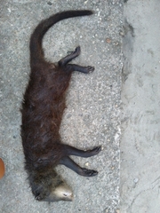 Crossarchus platycephalus