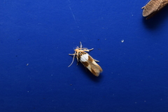 Stathmopoda opticaspis