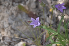 Campanula sibirica