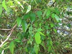 Sclerocroton integerrimus