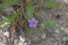 Campanula sibirica