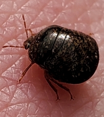Megacopta cribraria