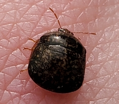 Megacopta cribraria