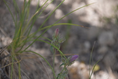 Campanula sibirica