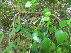 Sclerocroton integerrimus