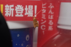 Lecitholaxa thiodora